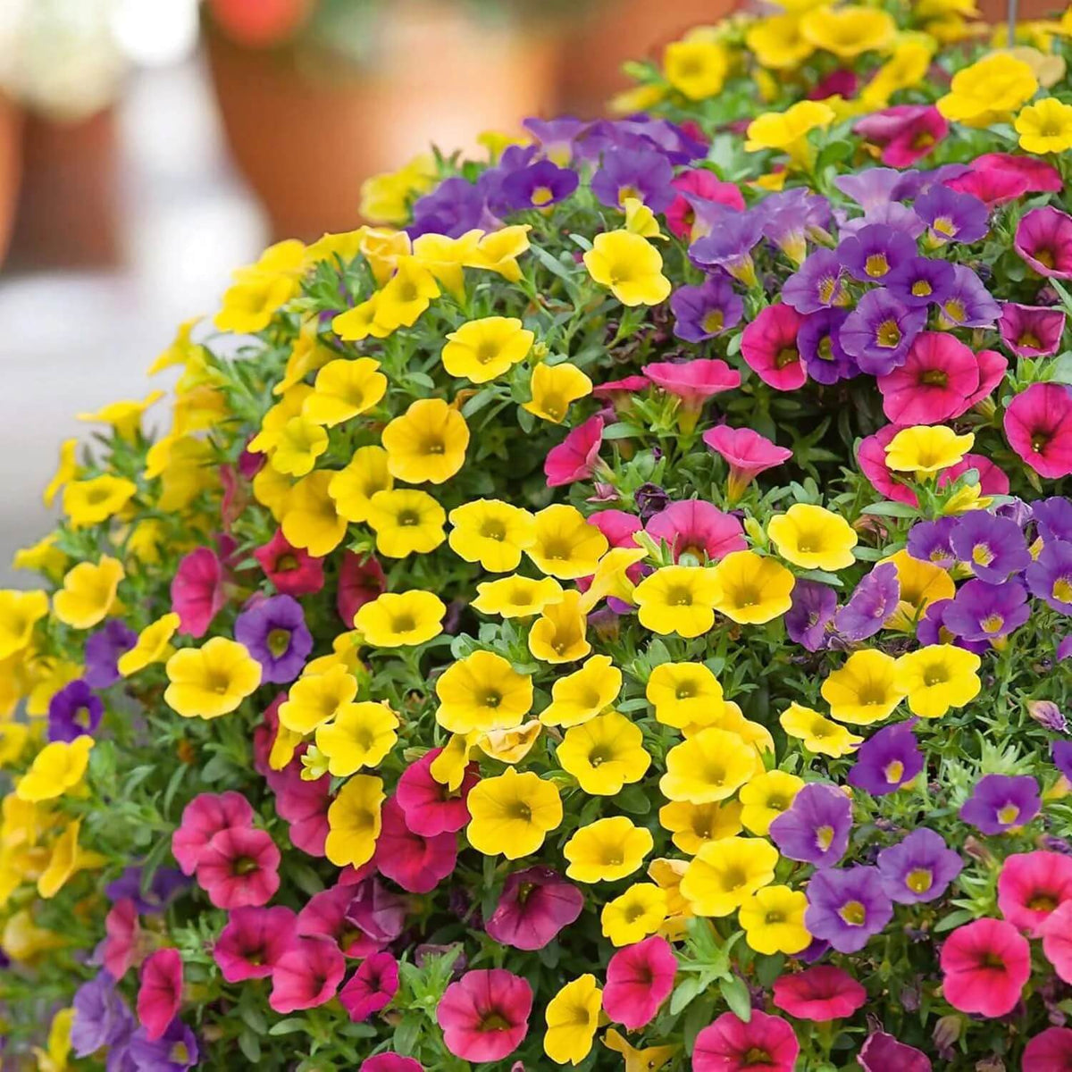 Calibrachoa plant