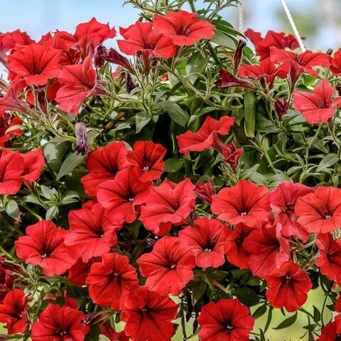 Red Calibrachoa plant