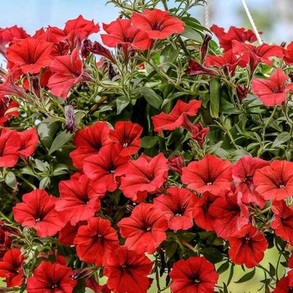 Red Calibrachoa plant