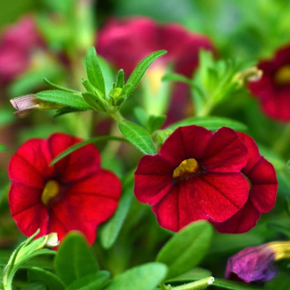 Red Calibrachoa plant