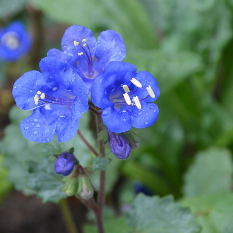 California Bluebell plant