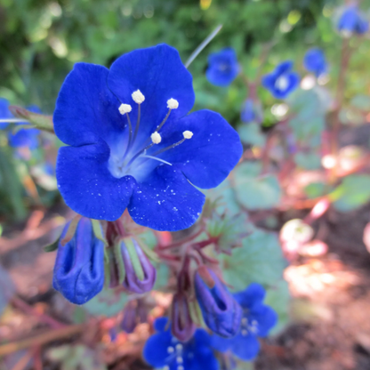 California Bluebell plant