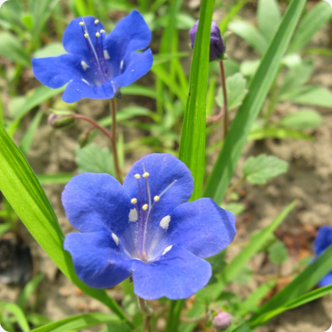 California Bluebell plant