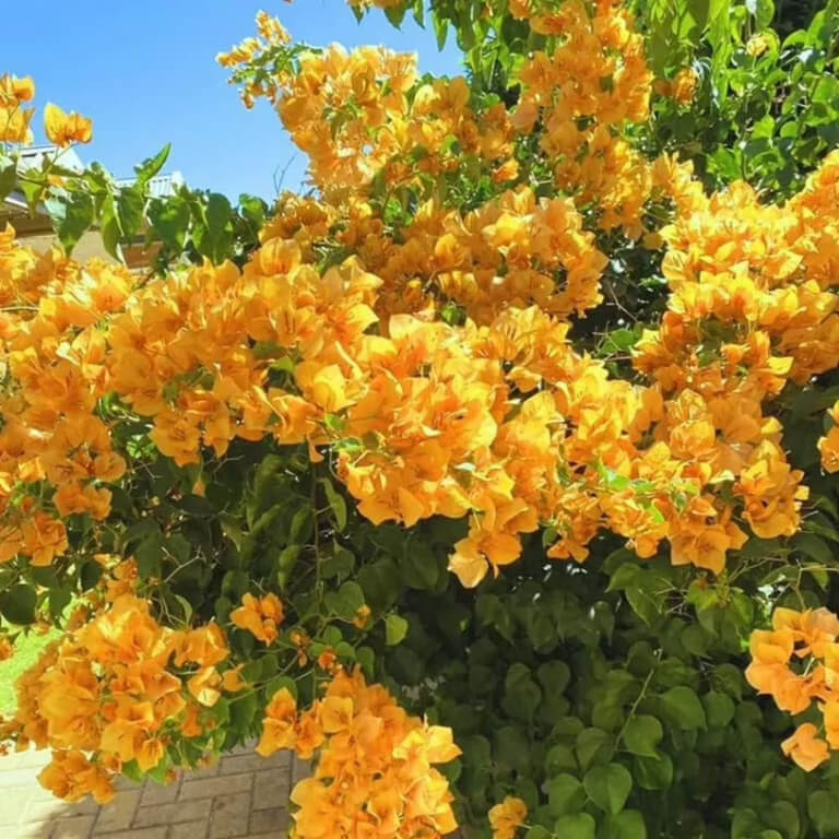 California Gold Bougainvillea plant