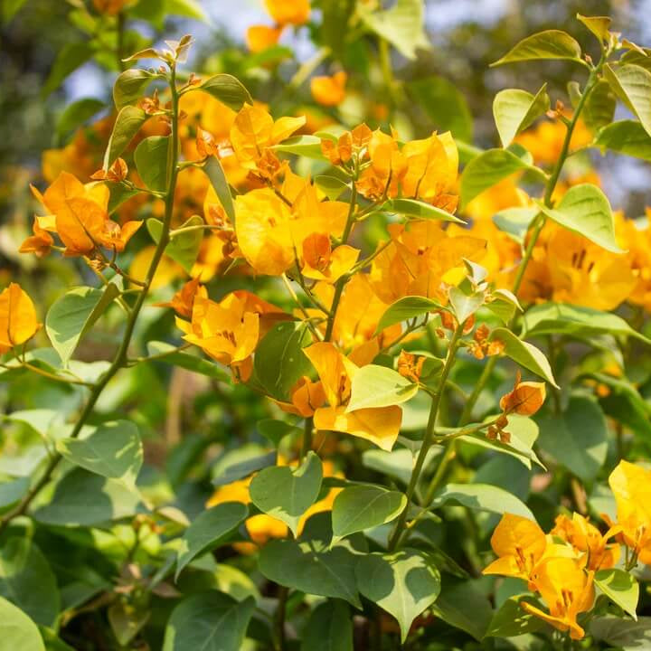 California Gold Bougainvillea plant