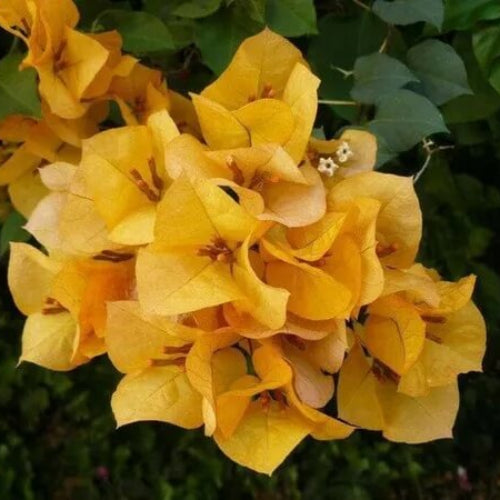 California Gold Bougainvillea plant