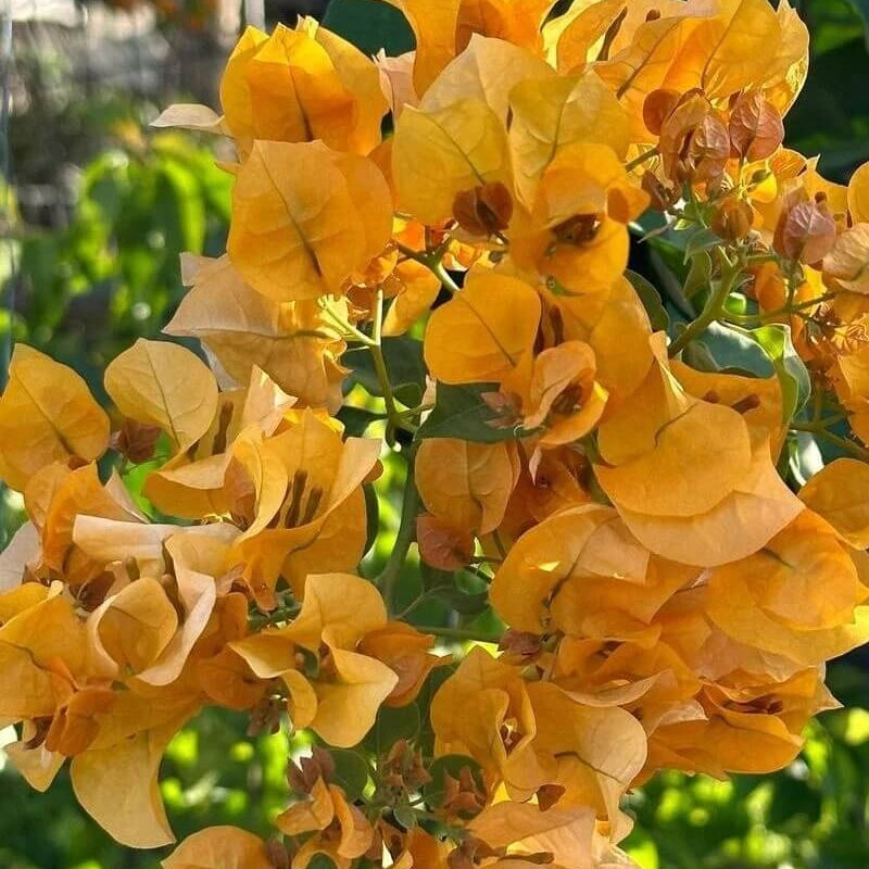 California Gold Bougainvillea plant