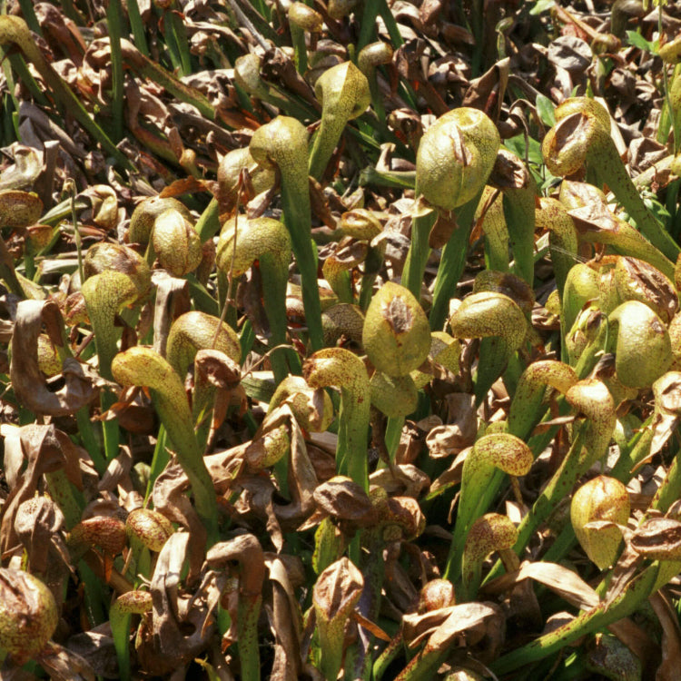 California Pitcher Plant