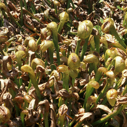 California Pitcher Plant