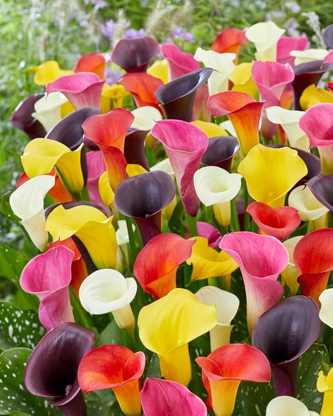 Color Calla flower seeds