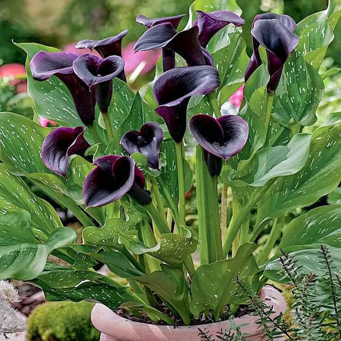 Black Calla flower seeds