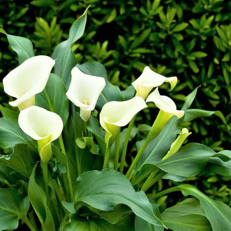 Calla Lily flower seeds