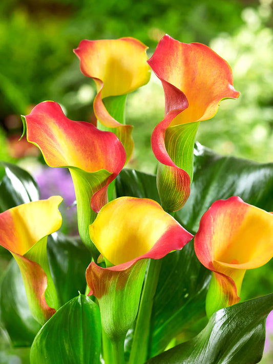 Yellow Red flower seeds