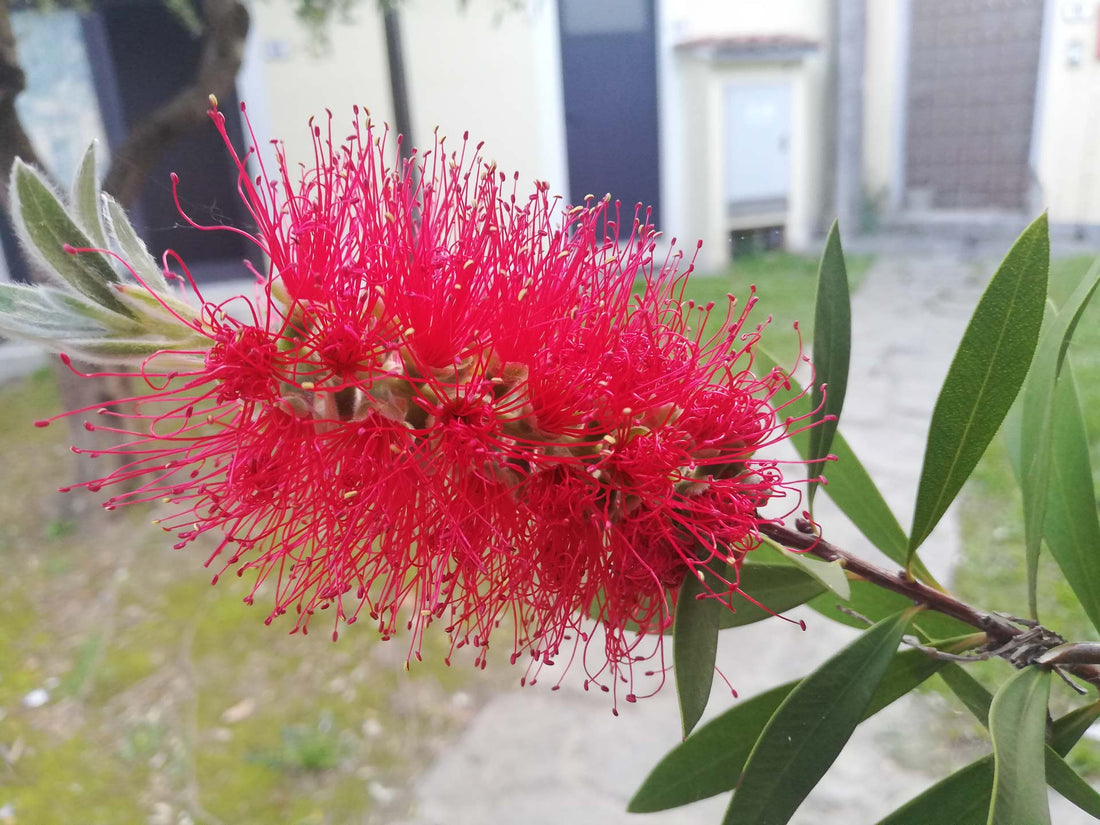 Pink Melaleuca flower seeds