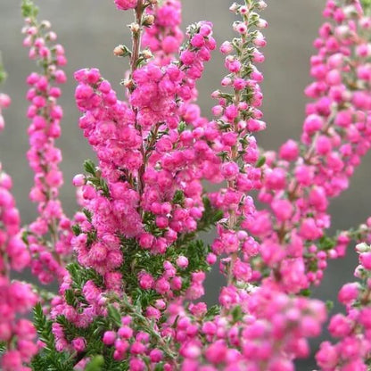 Calluna Vulgaris plant