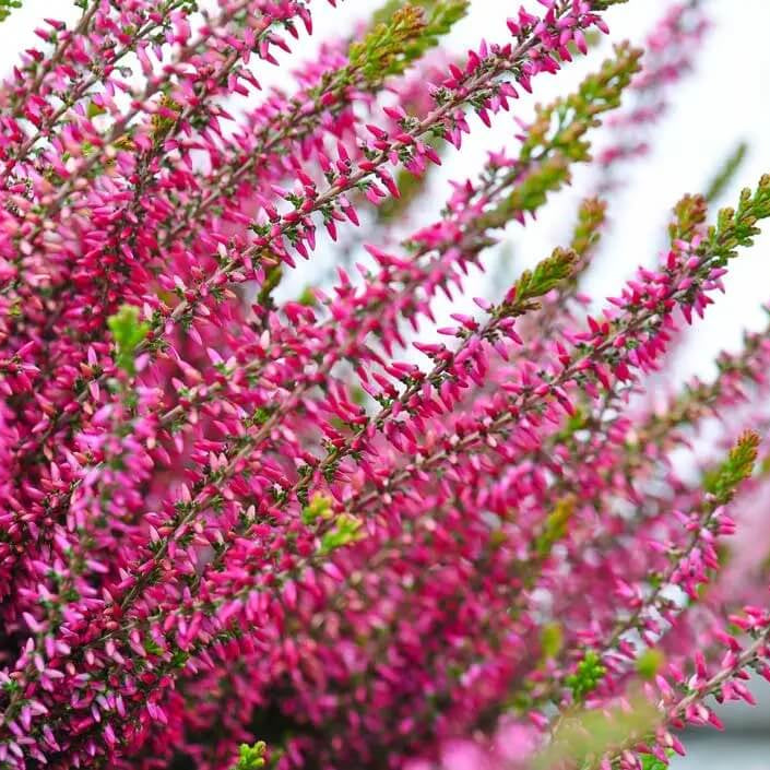 Calluna Vulgaris plant
