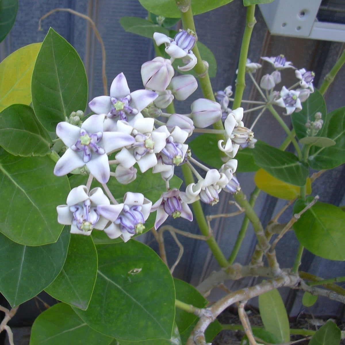 Milkweed Calotropis Gigantea plant