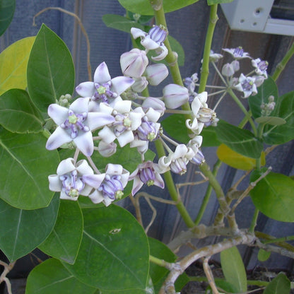 Milkweed Calotropis Gigantea plant