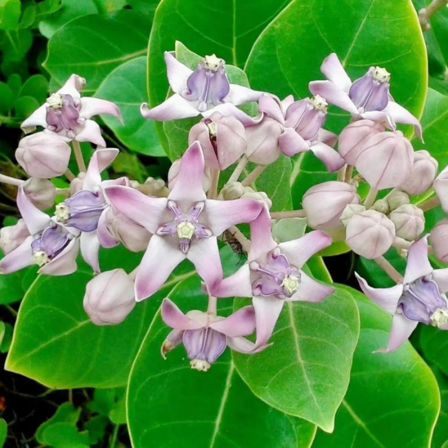 Milkweed Calotropis Gigantea plant