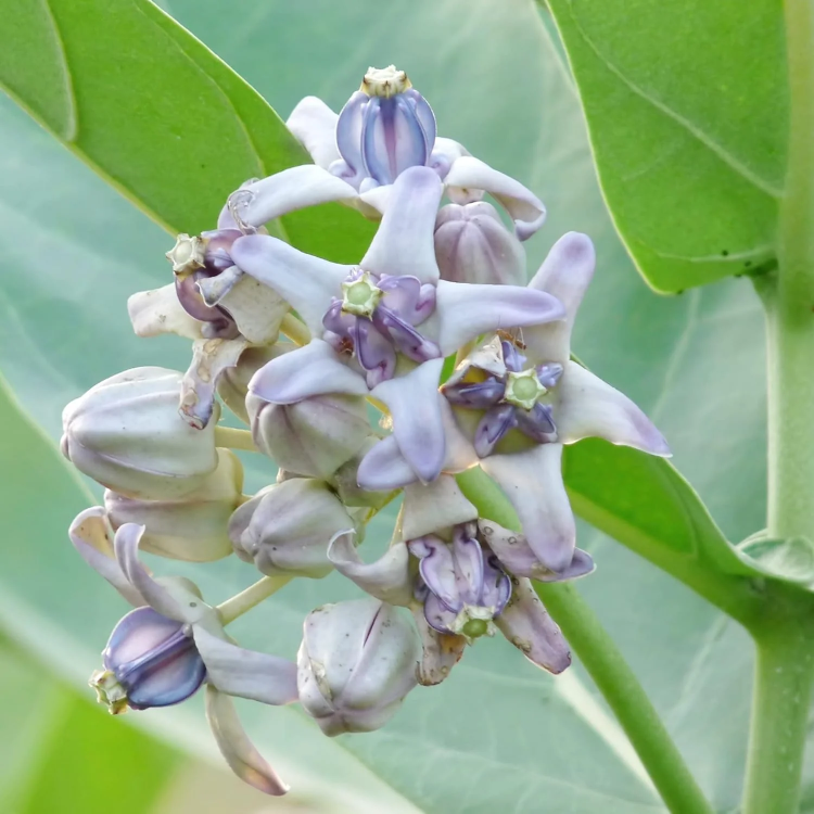 Milkweed Calotropis Gigantea plant