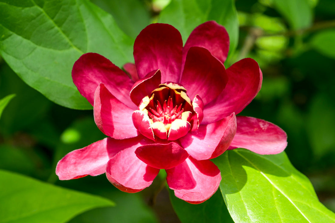 Red Calycanthus flower seeds