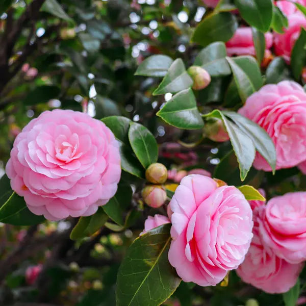 Camellia flower seeds