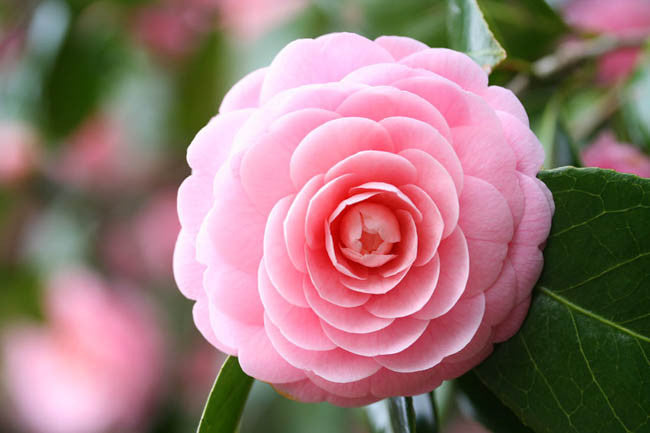 Pink Camellia Flower Seeds for Planting – Heirloom Non-GMO Garden Seeds