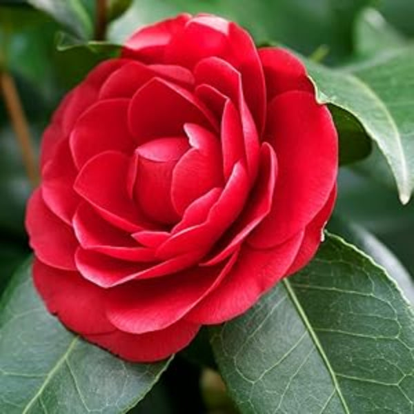 wildflower Camellia Japonica plant