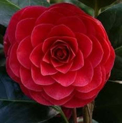 wildflower Camellia Japonica plant