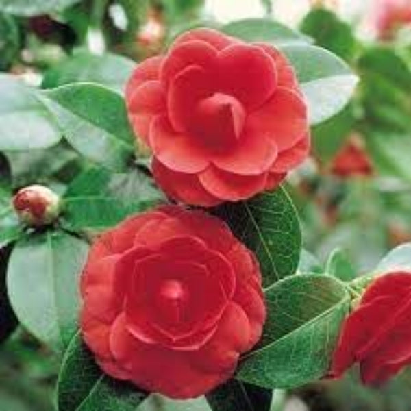wildflower Camellia Japonica plant