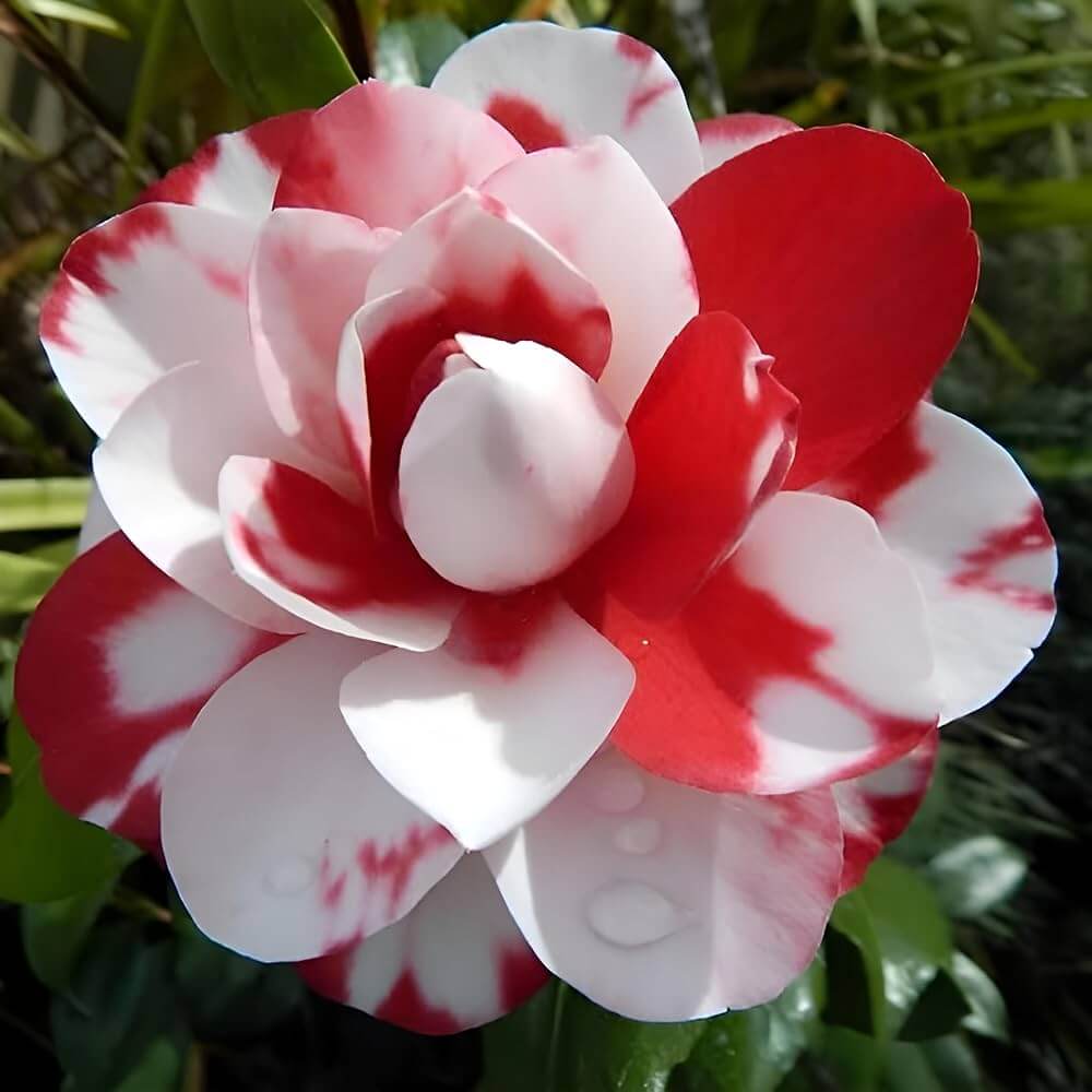White Japonica Camellia plant