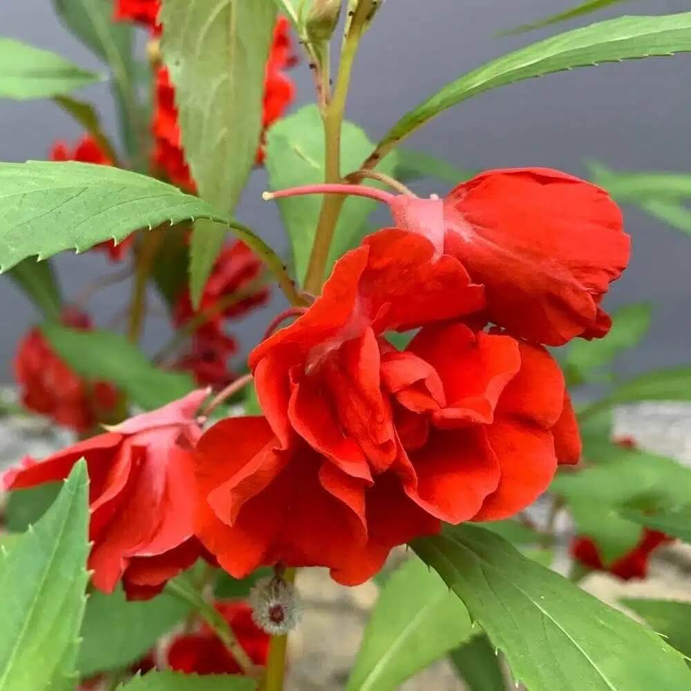 Balsam Camellia plant