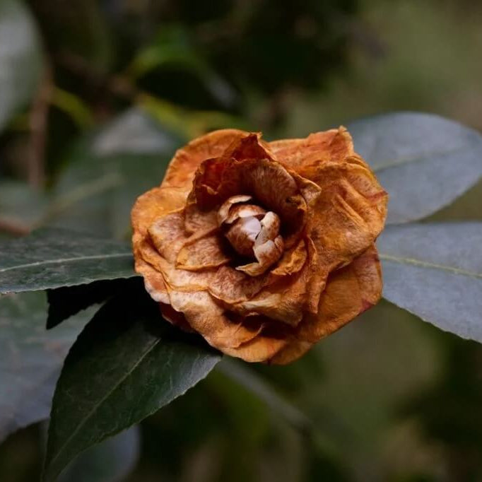 Brown Camellia plant