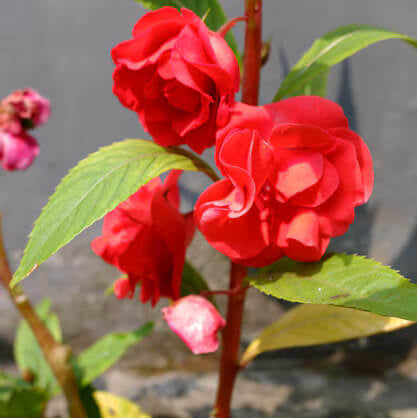 Balsam Camellia plant