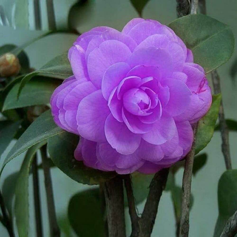 Purple Camellia plant