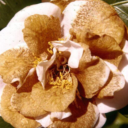 Brown Camellia plant