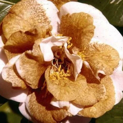 Brown Camellia plant