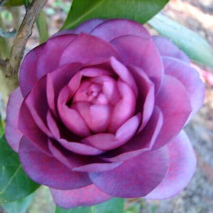 Purple Camellia plant