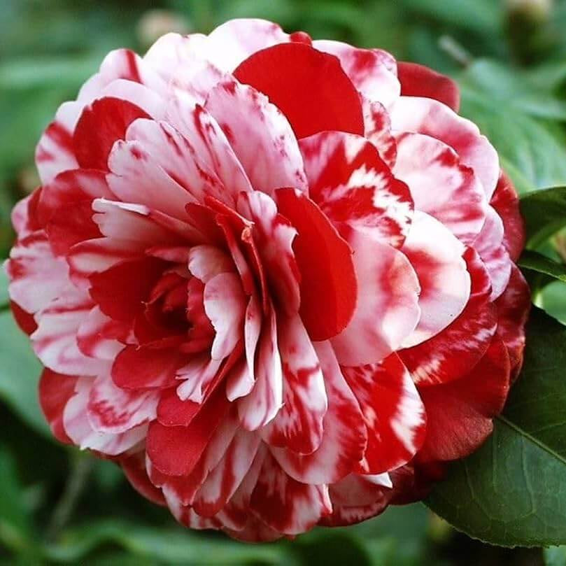 White Japonica Camellia plant