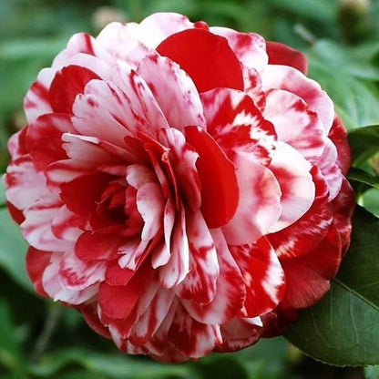 White Japonica Camellia plant