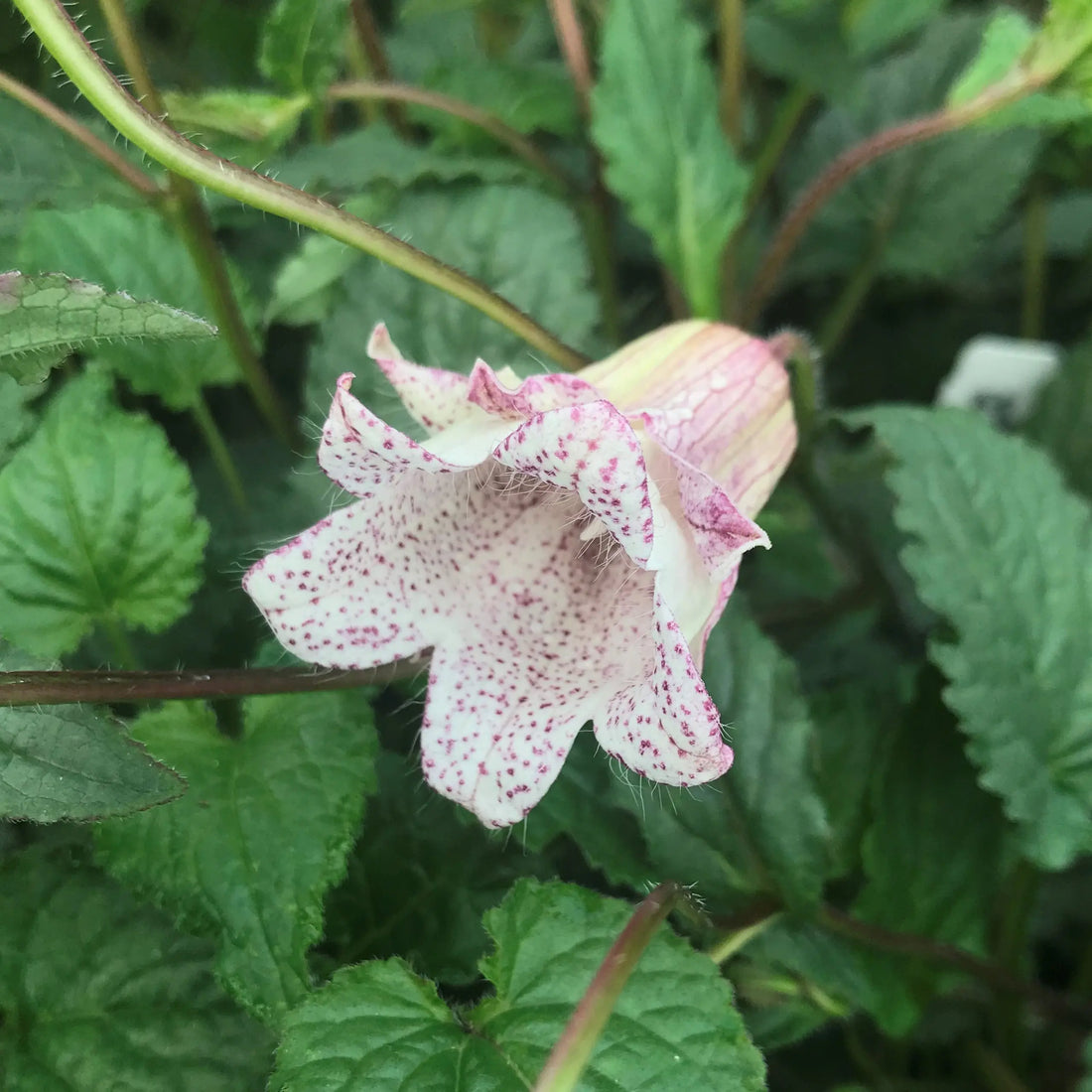 Pink Bell flower seeds