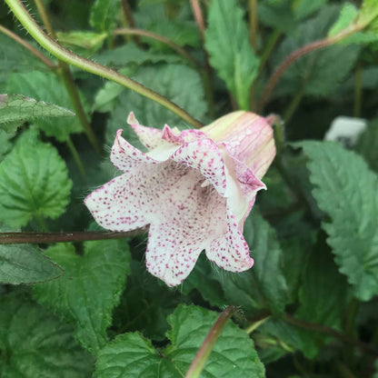 Pink Bell flower seeds