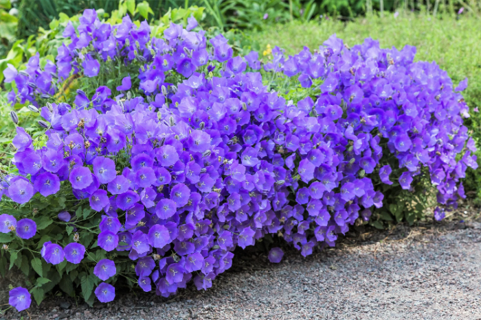 Carpathian Blue Campanula plant