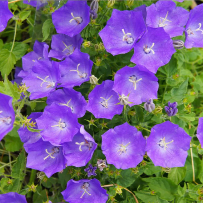 Carpathian Blue Campanula plant