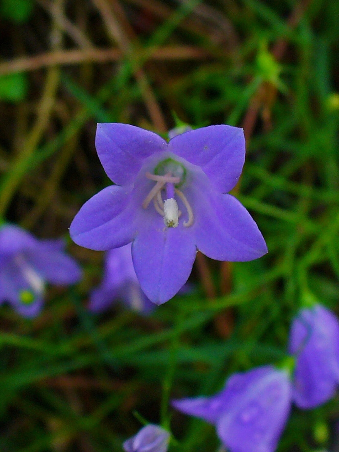 Bellflower flower seeds