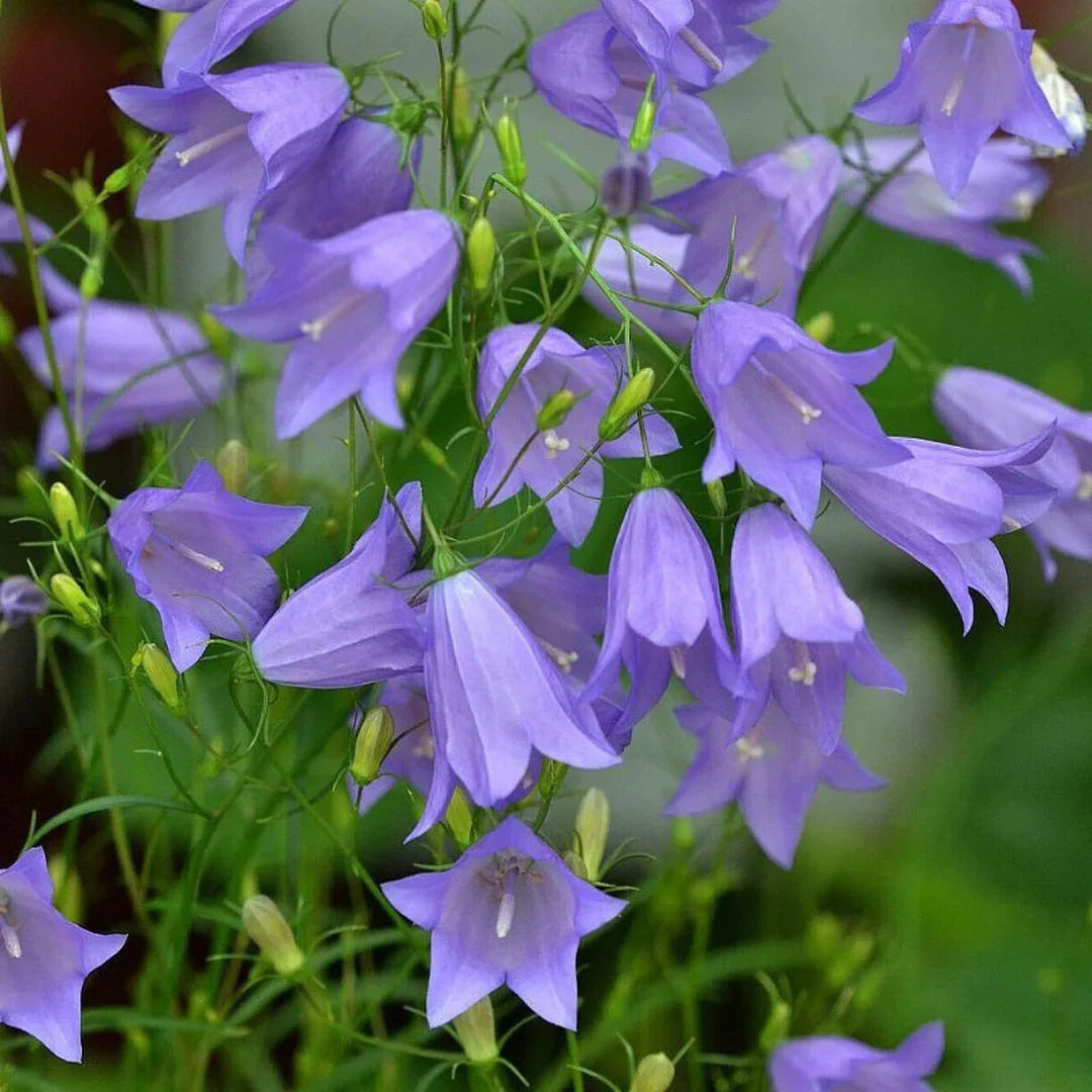 Harebell flower seeds