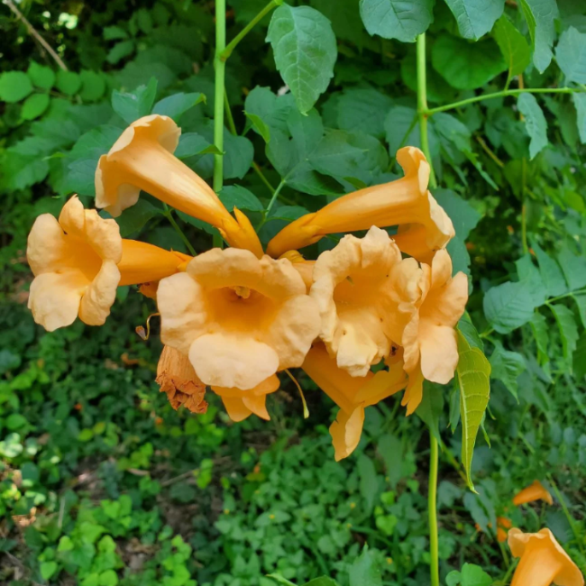 Flava Campsis Radicans plant
