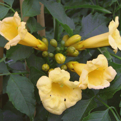 Flava Campsis Radicans plant