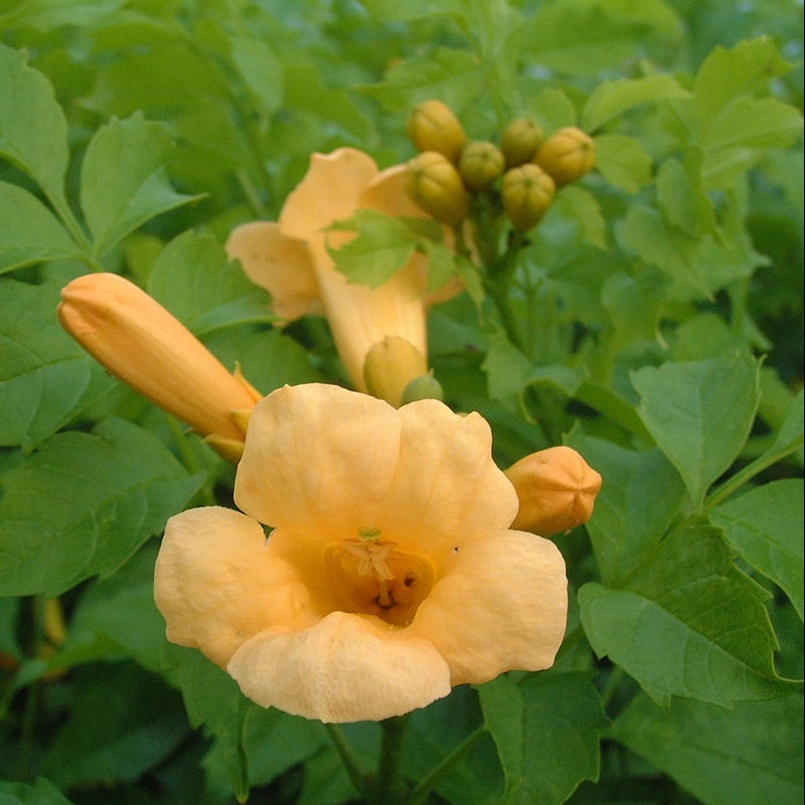 Flava Campsis Radicans plant