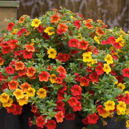 Can-Can Series plant